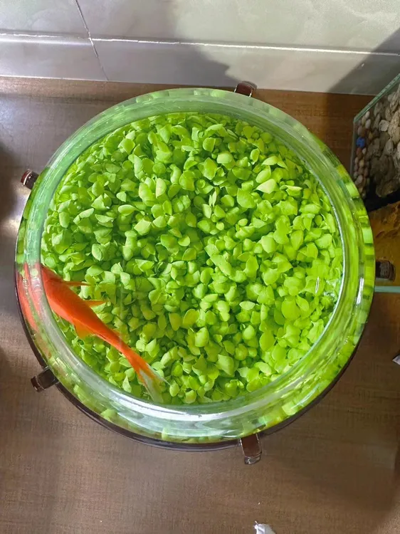 水草种子水草泥沙造景水草缸净水氧气真植物种籽套餐水培草缸造景