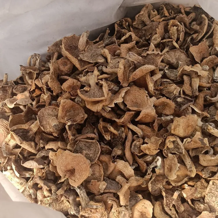 四川高原新鲜野生铜绿菌枞菌谷熟菌松树菌三九菇松乳菇顺丰包邮