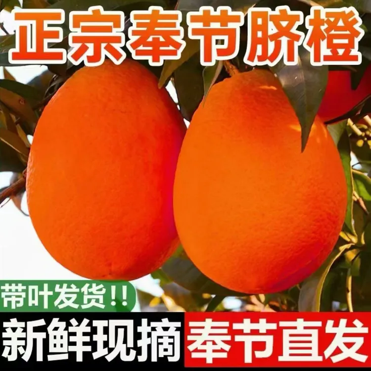 花麻皮果正宗奉节脐橙新鲜采摘产地直发自家果园小孩孕妇食用