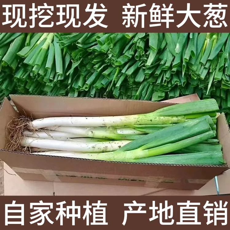 新鲜现挖铁杆大葱自家种植带皮去半叶葱白可蘸酱食用