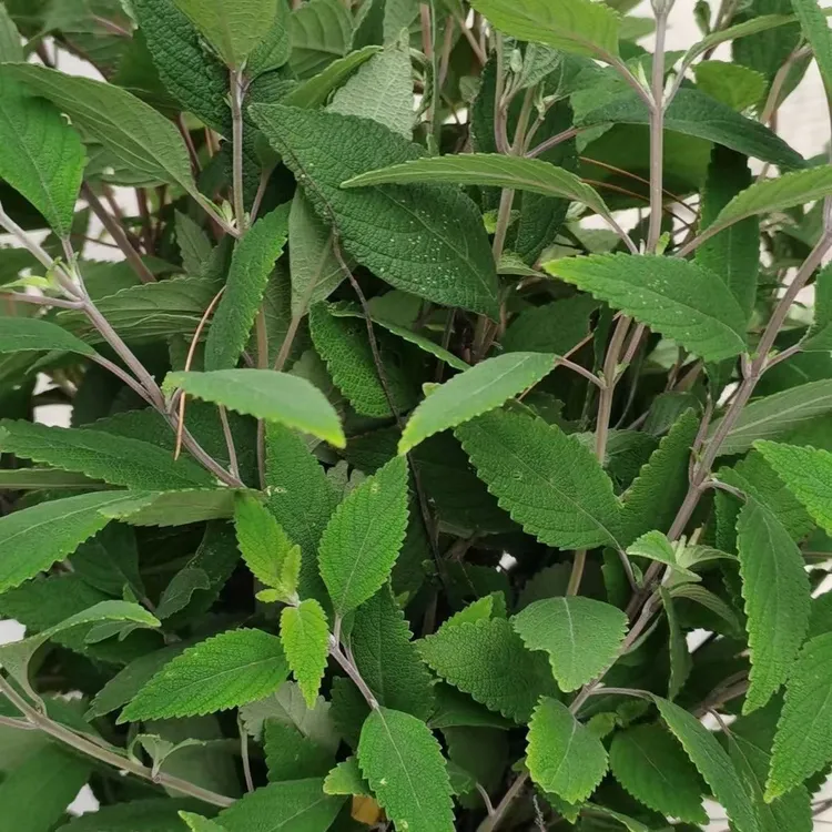 云南野坝子野香苏清热泡水干品包邮野坝子新鲜现采枝叶