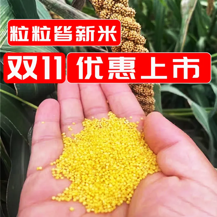 今年东北新小米黄金油小米农家秋收新米熬粥辅食糕点粘香糯软5斤