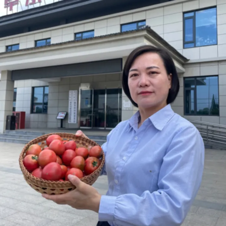 【农场铁皮柿子草莓西红柿】阜东农场铁皮柿子草莓西红柿（顺丰包邮）