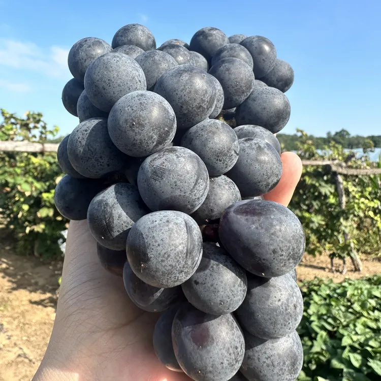 东北农村自家康贝尔葡萄新鲜夏季当季水果一整箱