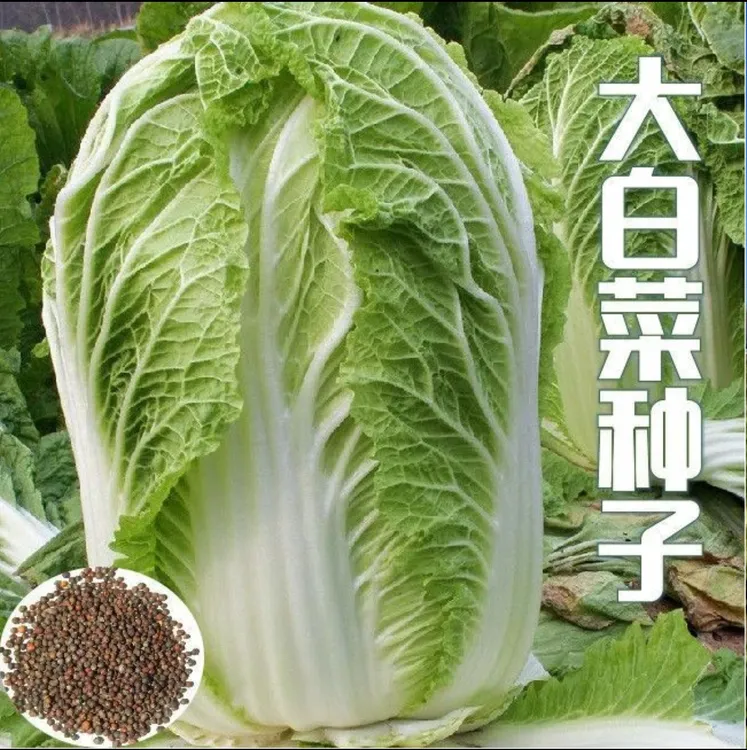 【冬储大白菜种子】家庭阳台小院盆栽地裁四季种植夏秋播