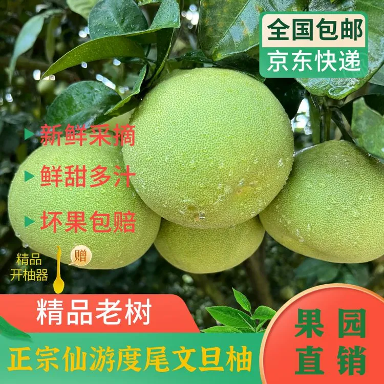 【京东包邮】福建度尾文旦柚果园直发现摘好果新鲜应季水果孕妇水果