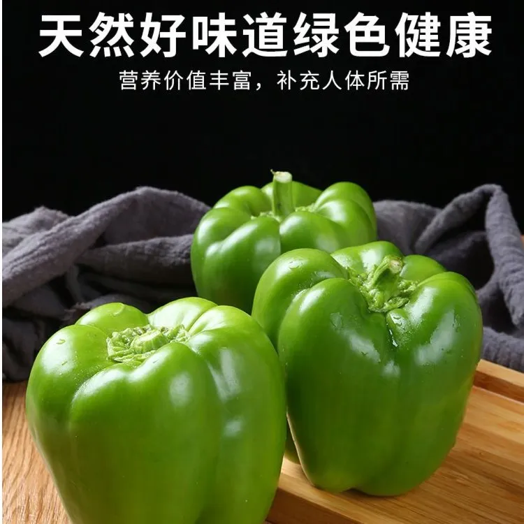 绿色青椒本地新鲜蔬菜圆椒菜椒彩椒绿色青甜椒山东寿光自然熟