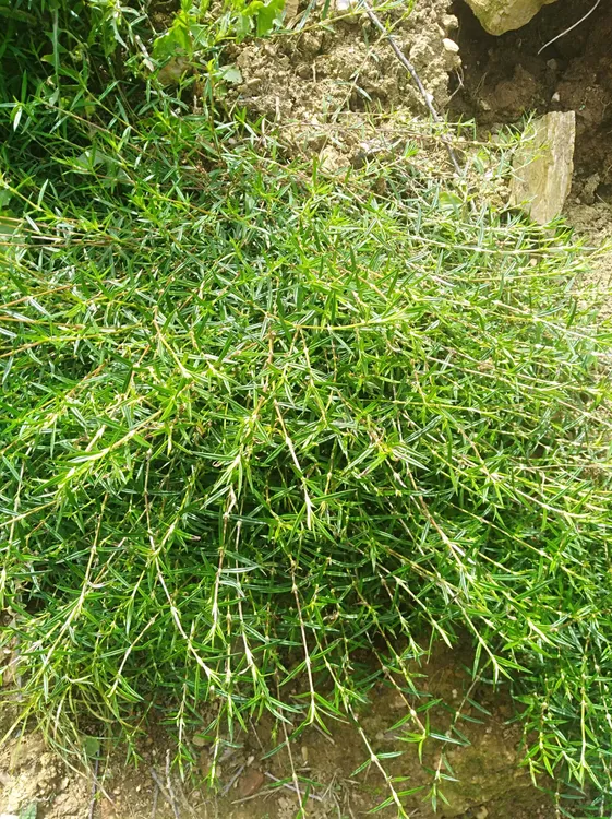 【聚菜】深山新鲜乌骨蛇舌草 山尖 煮水  煮汤  清香可口 450-500克