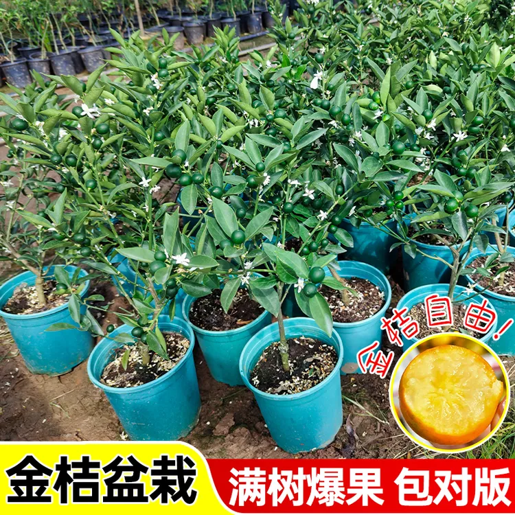 嫁接融安脆皮三代金桔脆皮金桔盆栽地栽四季南北方当年结果包成活