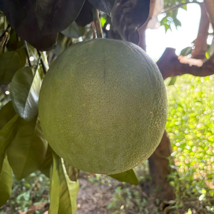 泰国金柚西施柚当季新鲜水果青皮红心柚鲜甜爽口柚子