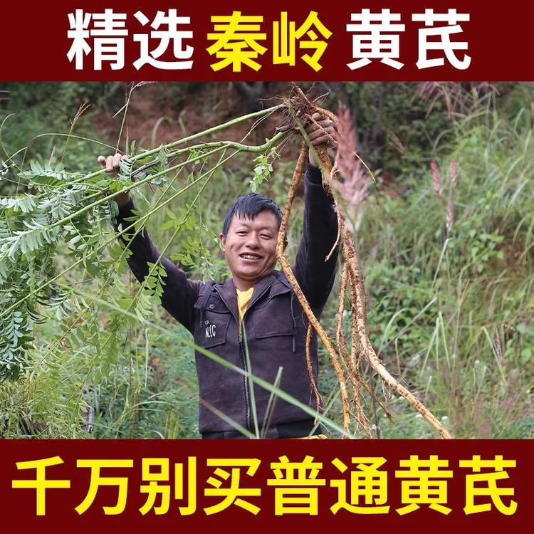 北京同仁堂黄芪正品特级500g新鲜可搭麦冬党参当归泡茶食用妙角士