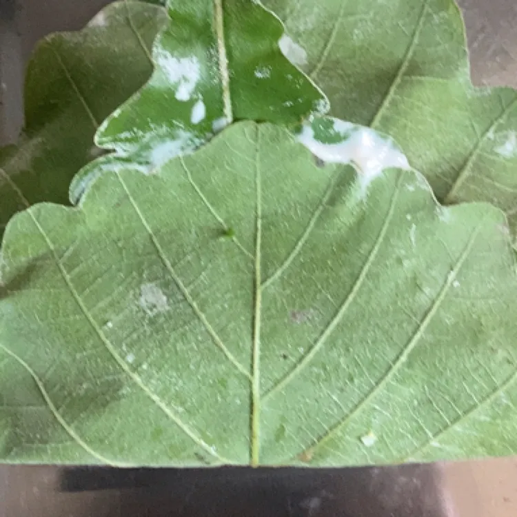 纯手工桲椤叶饼速冻发货（生，熟）顺丰包邮