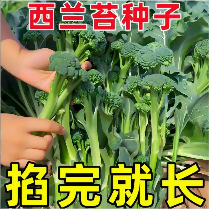 正宗西兰苔种子西兰花种子芥蓝芥兰菜心种子秋季阳台盆栽花菜种子