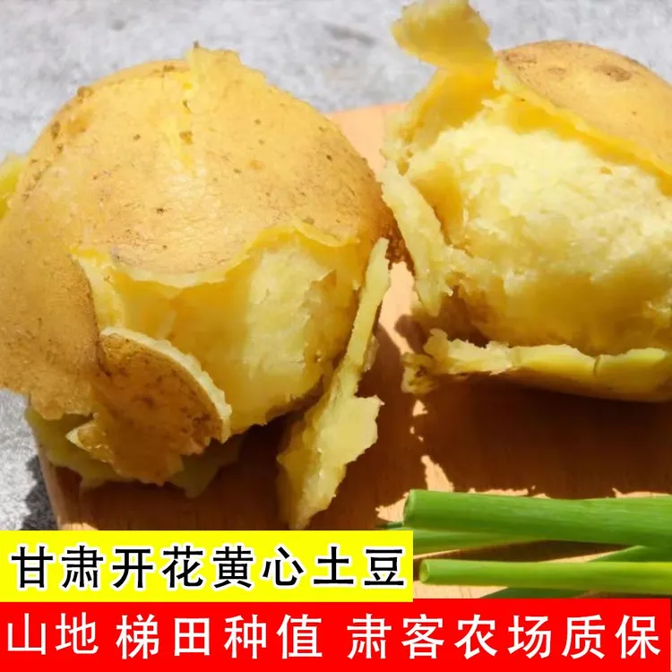 甘肃定西土豆洋芋黄心土豆批发旱地新鲜爆皮开花现挖土豆洋芋