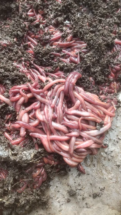 新鲜活体蚯蚓钓鱼专用鱼饵腥味十足垂钓必备散装批发一斤半斤