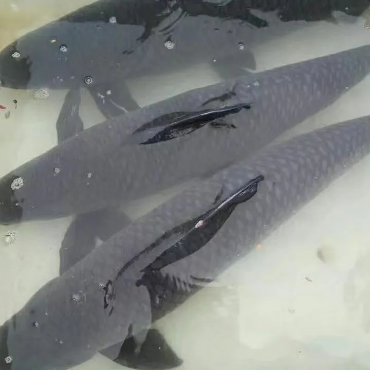【只卖正宗螺丝青】四川发货黑青鱼淡水鱼类鲜活水产品