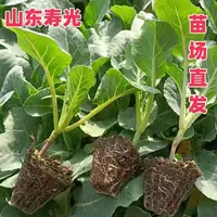 菜花秧苗花菜苗高产耐寒耐热松花菜带土苗场直发南北方蔬菜草本苗
