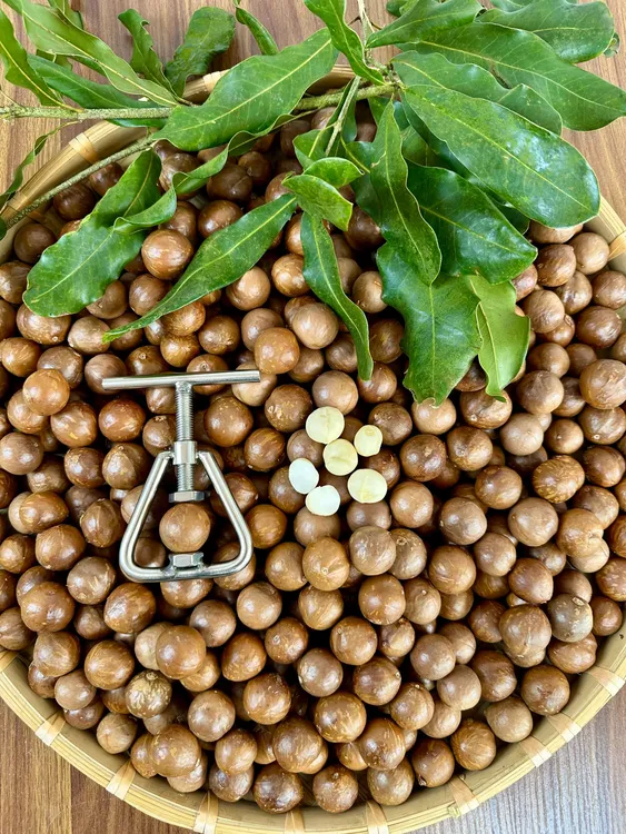 2025去青皮新鲜原味夏威夷果坚果夏威夷坚果夏威夷果仁正宗