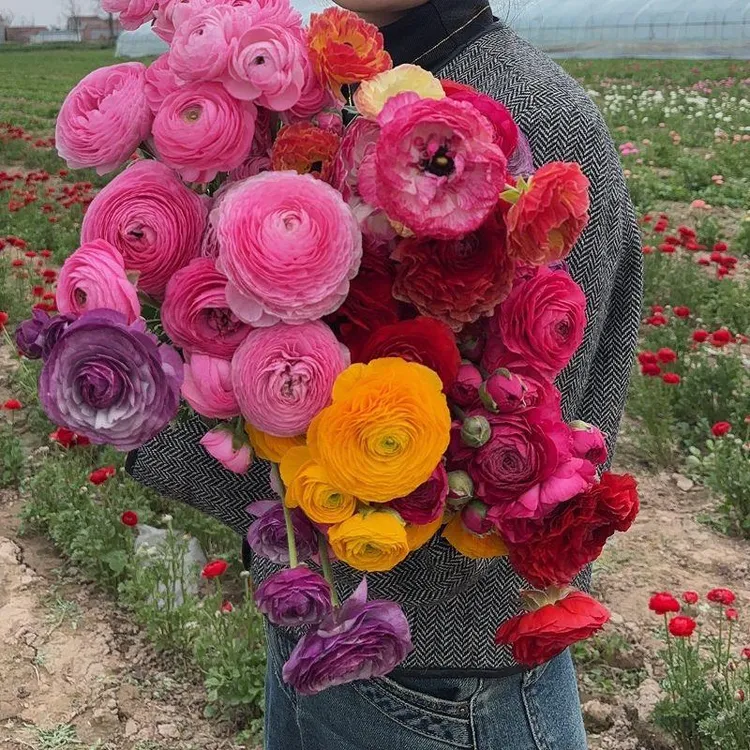 花毛茛重瓣带芽洋牡丹种球盆栽根苗芹叶牡丹种子庭院耐寒四季花卉