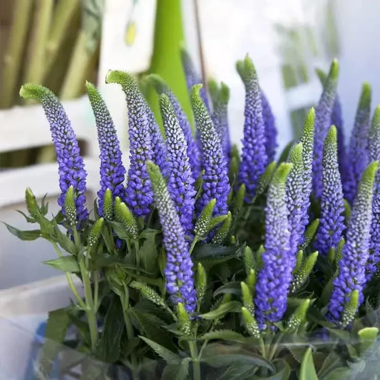 多年生穗花婆婆纳种子苗双铜锤双肾草籽四季阳台花镜庭院盆栽种子