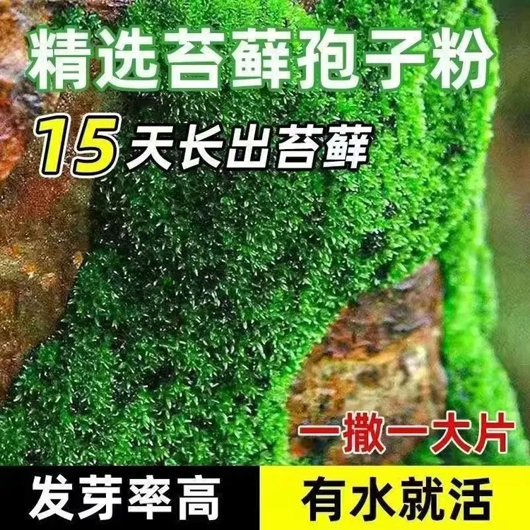 苔藓粉苔藓孢子粉盆景苔藓种子假山青苔粉苔藓植物铺面苔藓微景观商品图