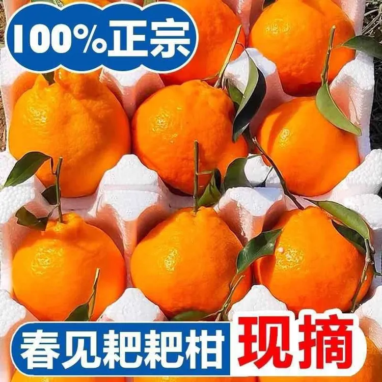 2025头茬耙耙柑新鲜应季四川高山耙耙柑橘子桔子鲜甜多汁手剥丑橘