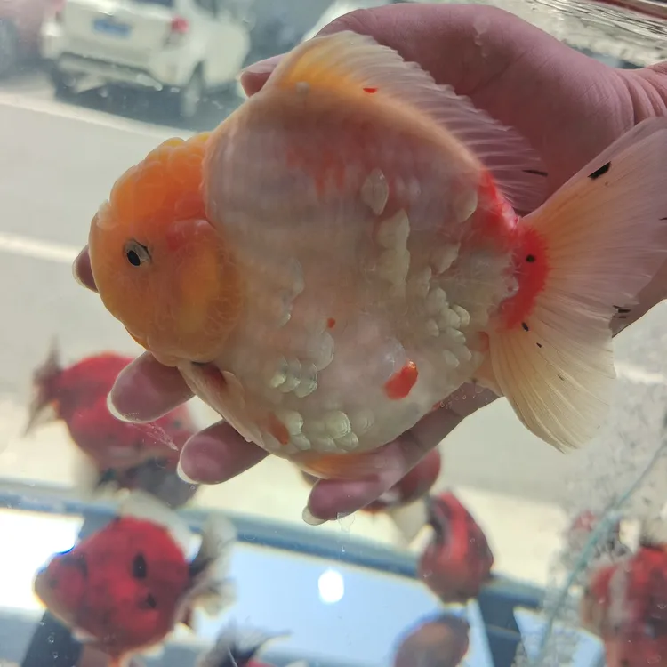 高货留养短体将军泰狮成鱼