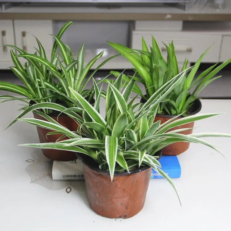 金边吊兰盆栽办公室水培花卉绿植水培青叶吊兰室内观赏性植物