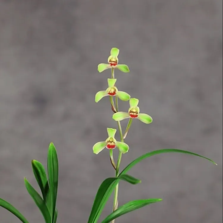 兰花苗老种国兰建兰红唇仙浓香易养活的兰花适合阳台养殖花香四溢