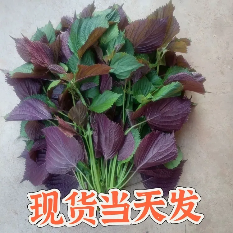 精选新鲜紫苏叶带长杆250g食用农产品香料鱼虾蟹牛蛙田螺去腥提鲜