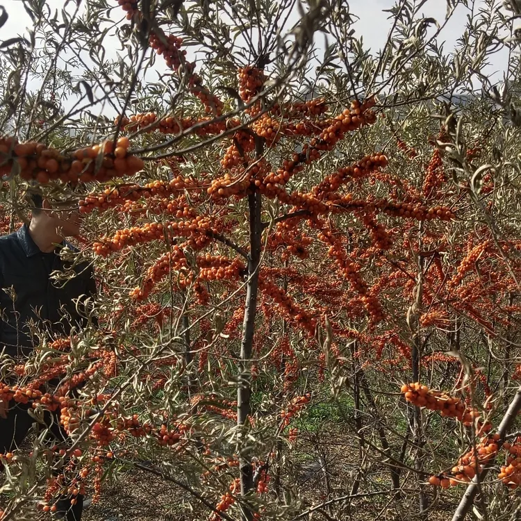 良种沙棘优良品质中蒙黄