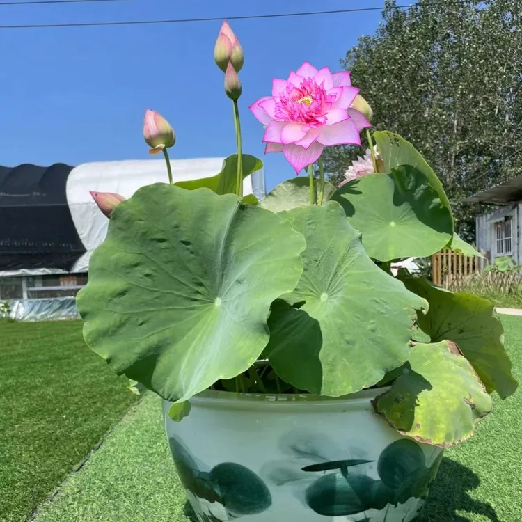 荷花成品盆栽带花苞发水生荷花庭院池塘莲花精品荷花盆栽木架发货