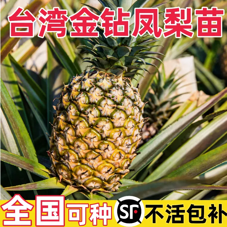 正宗金钻凤梨苗带根带叶阳台庭院盆栽地栽西瓜凤梨芒果菠萝果树苗