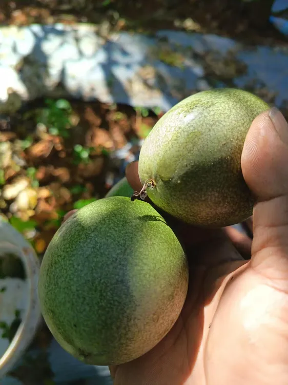 产地直销云南新鲜紫皮百香果酸甜可口新鲜现发开果即食现摘现发