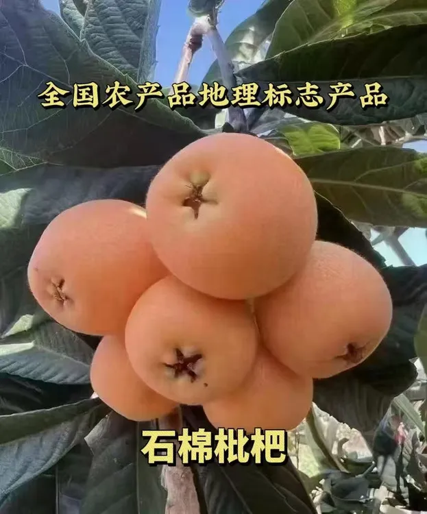 顺丰快递四川大五星石棉枇杷新鲜应季水果现摘现发果大味甜品质优