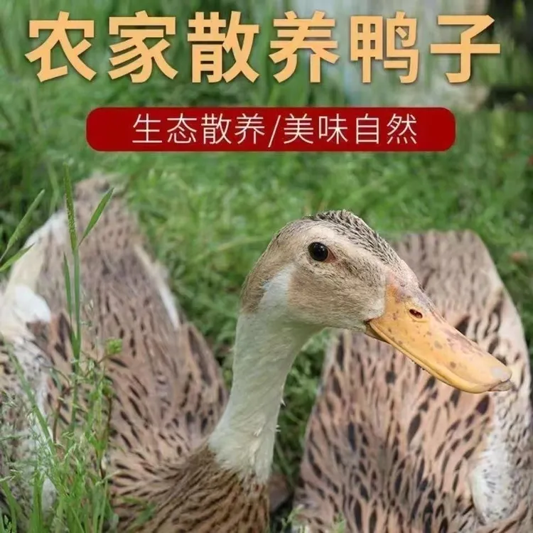 包邮【拍一发三只】农家散养土鸭【净膛无掌无翅】急速锁鲜发货