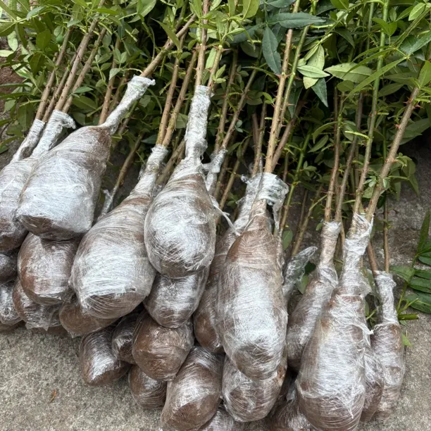 重庆江津九叶青花椒苗/正版花椒树苗/重庆江津发货