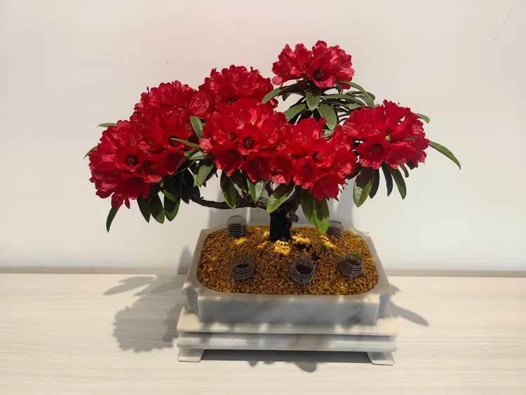 源头三角梅基地多种马樱花颜色可供选择紫阳花凤尾花