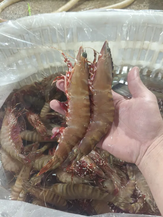 野生海捕红爪虾。红虎虾。鬼虾