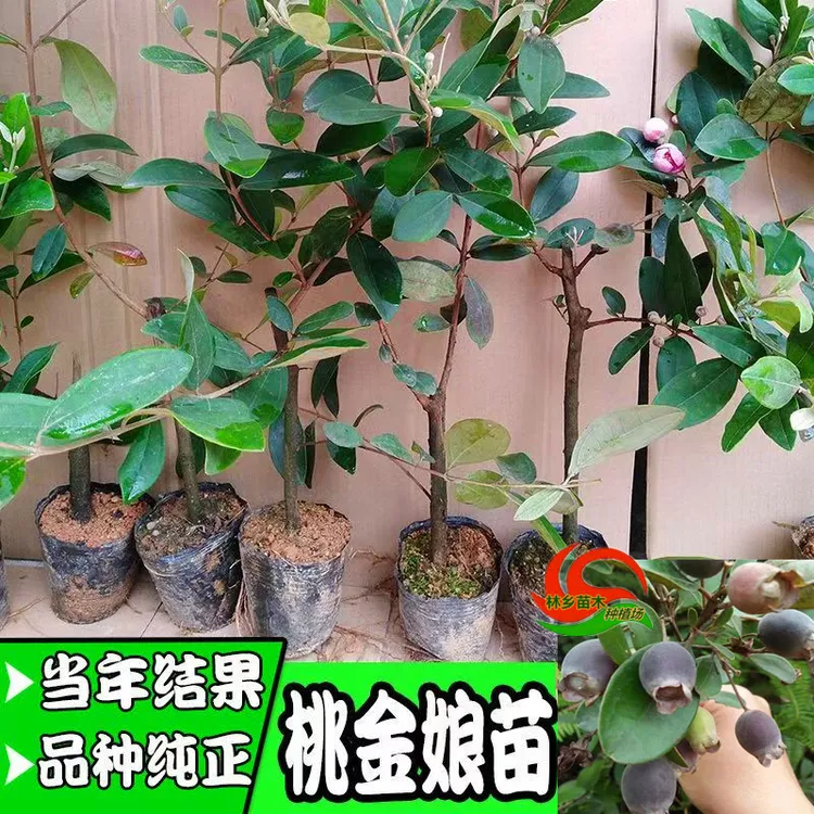 桃金娘果树苗灵山野生捻子苗盆栽地栽观赏树庭院种植当年开花结果