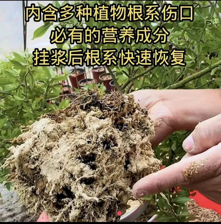挂浆粉500克花卉洗根专用，洗根专用营养土