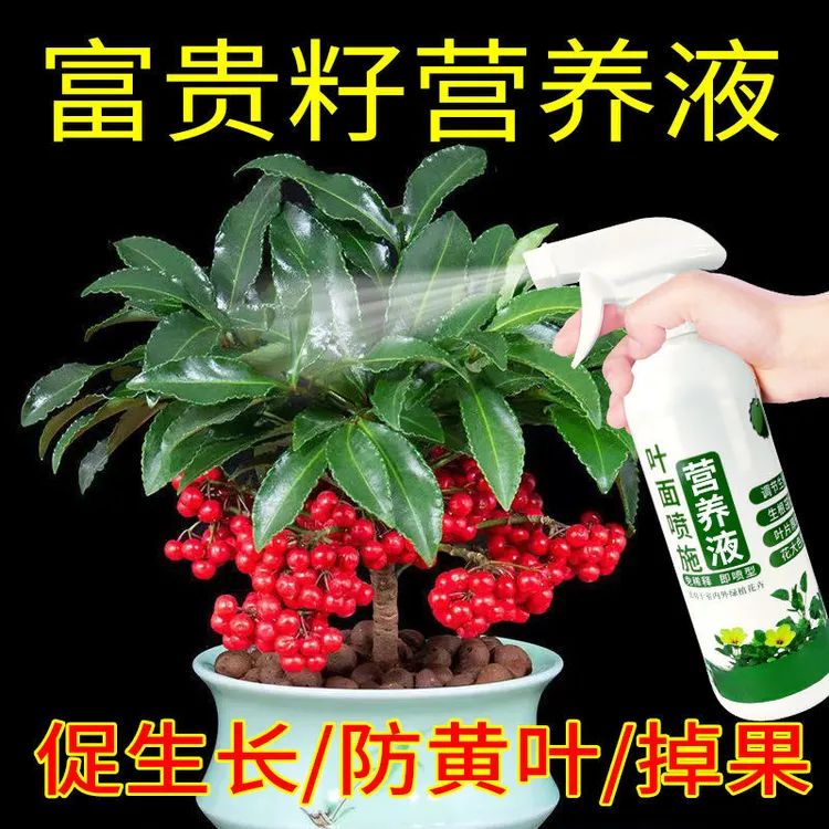 富贵籽营养液黄金万两盆栽金玉满堂绿植肥料家养植物液体肥水溶肥