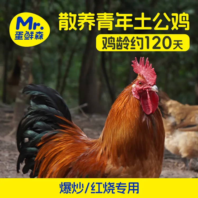 蛋鲜森青年散养土公鸡一只2.3斤以上装新鲜宰杀肉质紧实红烧