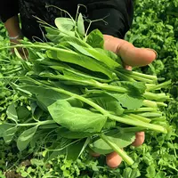 【全店满5元包邮】豌豆苗种蔬菜豌豆尖芽苗菜种子四季水培豌豆苗豌
