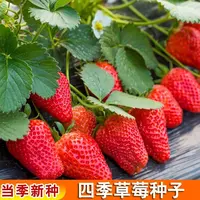 【满五包包邮】四季奶油草莓种籽春秋草莓种子室外水果草莓种子