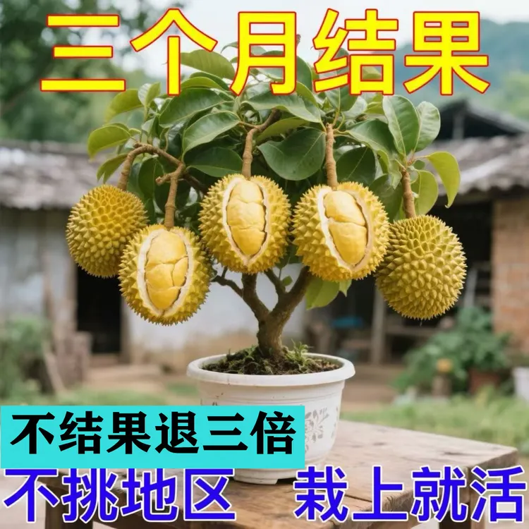 【不结果全额退】金枕盆栽榴莲耐寒南北方皆宜金枕头猫山王榴莲
