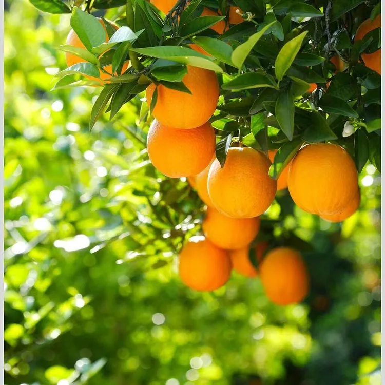 正宗九月红脐橙新鲜采摘当季水果酸甜多汁产地直发