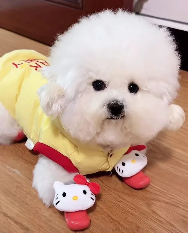 【丧彪鞋】好咕咕小象鞋kitty鞋袜小比熊麻麻同款宠物鞋子可外穿