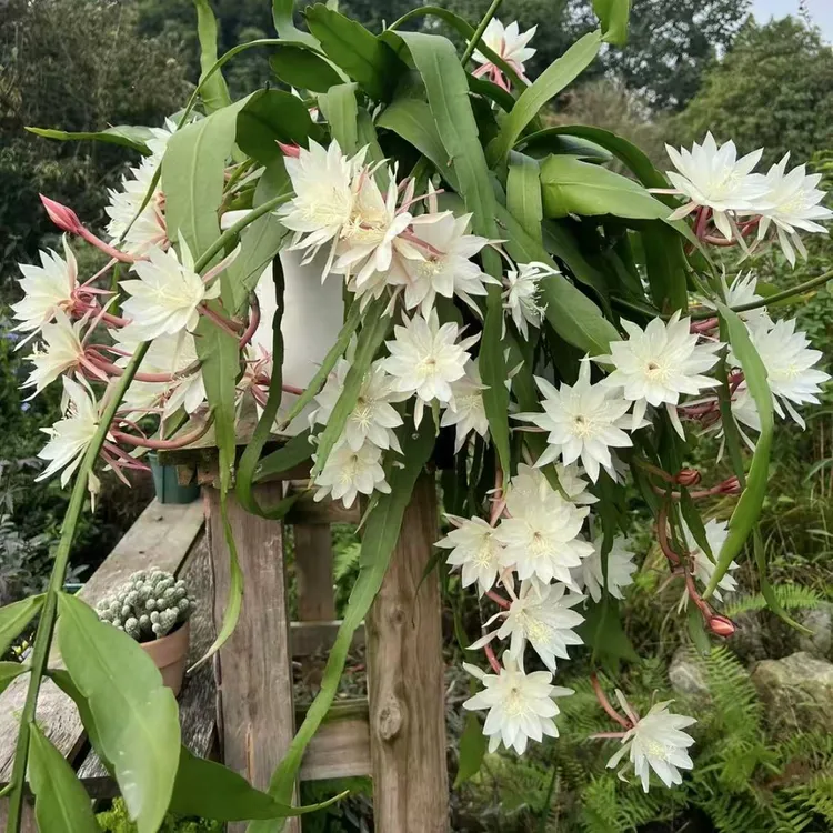 小叶昙花盆栽花卉庭院阳台垂钓植物新手易养护