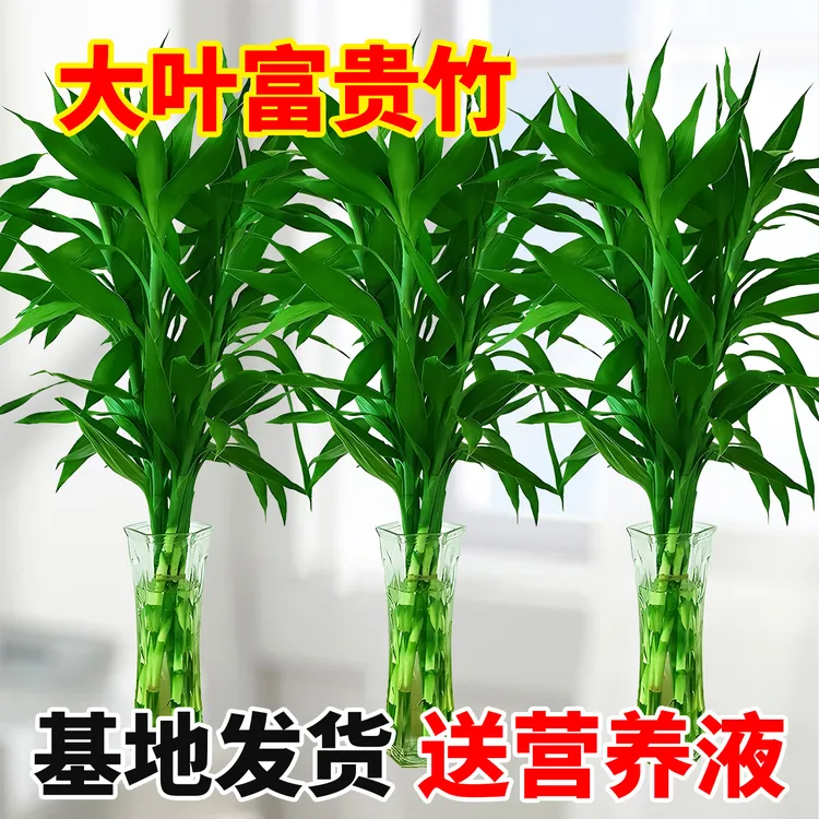 【富贵竹】富贵竹水培水养绿植客厅室内